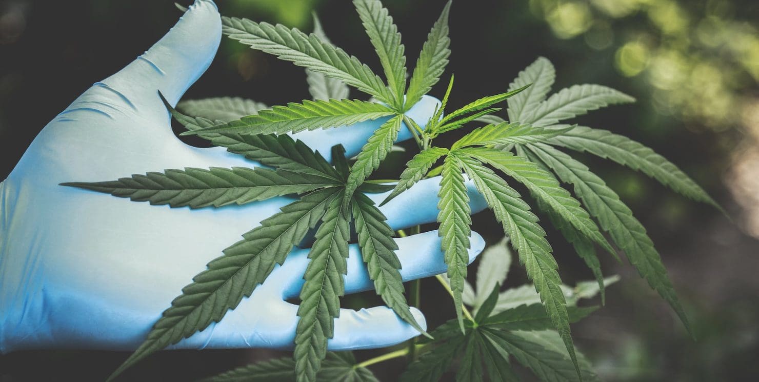 Las ventajas del uso del CBD
