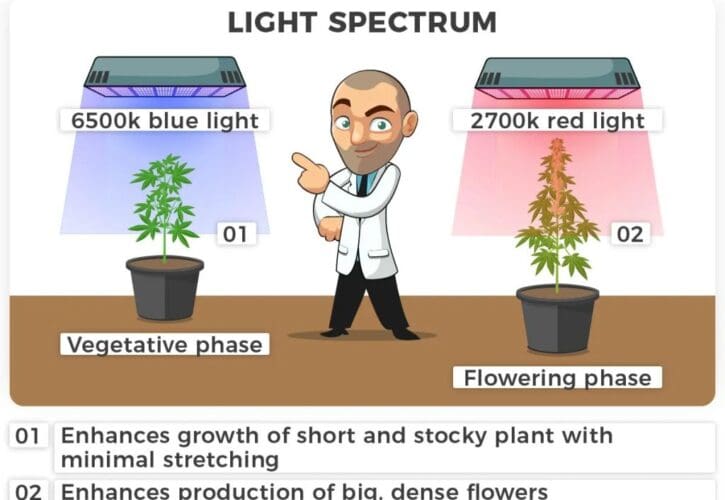 El Impacto de la Marihuana en la Sociedad Actual